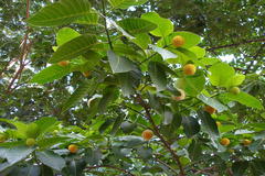 Neolamarckia cadamba